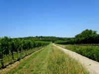 Blick ber die Weinriede "Broschckern" Richtung Bisamberg 