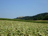  Fernblick zur Burgruine Hohenegg 