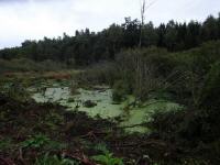  Blick zur Moorlandschaft des "Kleiner Thauabach" 