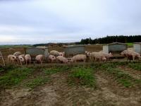  Blick zu einer Freilandschweinehaltung 