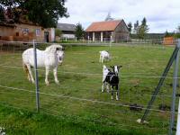  tierische Idylle in Breitenfeld 