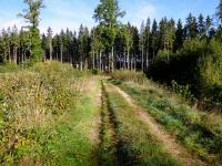  Blick auf die Wanderstrecke beim Forstteich 