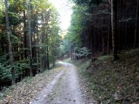 Blick auf die Wanderstrecke vom Buchenberg