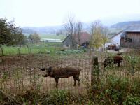  Freilandschweinehaltung bei Lauterbach 