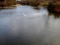 Blick vom Traisensteg Wagram auf die Traisen flussabwrst