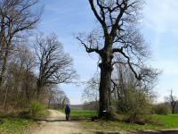 Blick auf die Wanderstrecke bei der ber 300 Jahre alten Eiche 