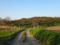  Blick auf die Wanderstrecke bei Hainbuch 