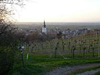 Wanderroute ber den Weinwanderweg nach Knigstetten 