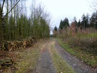 Blick auf die Wanderstrecke durch die Waldriede Burgholz 