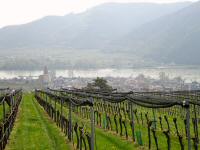 schner Fernblick nach Weienkirchen in der Wachau - leider bei etwas nebeligen Wetter 