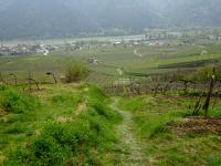 Blick auf die Wanderstrecke in den Weingrten 