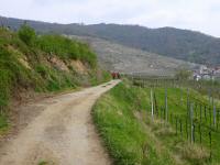 Blick auf die Wanderstrecke durch die Weinrieden 