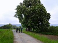  Blick auf die Wanderstrecke beim Weinhalsmarterl 