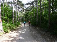 Wanderroute auf der Anninger Forststrae