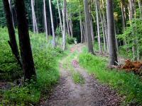  Wanderroute durch den bewaldeten Hummelberg 