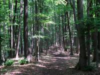 Wanderroute durch das groe Waldgebiet des Eichbergs