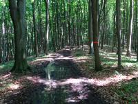 Wanderroute durch das groe Waldgebiet des Eichbergs