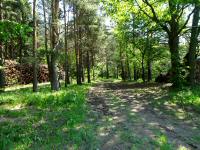 Wanderroute durch das groe Waldgebiet des Eichbergs