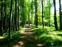 Wanderroute durch das groe Waldgebiet des Eichbergs