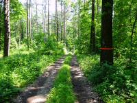 Wanderroute durch das groe Waldgebiet des Eichbergs