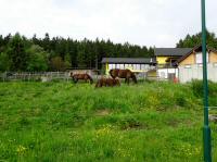  Blick zu einem Gestt in Kehrbach 