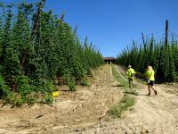 Wanderroute durch die Hopfenfeldern der Brauerei Eder 