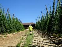 Wanderroute durch die Hopfenfeldern der Brauerei Eder 