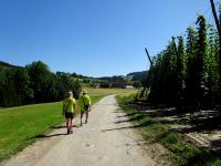 Wanderroute entlang der Hopfenfeldern zum Weiler Neustadt