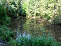  Blick zu einen kleinen Weiher 