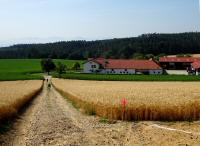  Blick auf die Wanderstrecke zur Gehftgruppe Wetzlarn 