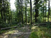 Blick auf die Wanderstrecke beim Abstieg vom Tressenstein 