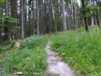 Blick auf die Wanderstrecke auf dem Arnethweg 