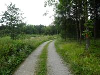 Blick auf die Wanderstrecke durch den Waldriede Weidholz 