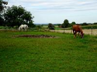  Blick zu ein Gestt in Schadendorf 