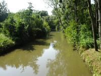  Blick auf die Leitha flussaufwrts 