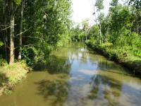  Blick auf die Leitha flussabwrts 