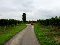  Wanderroute durch die Weinriede Redling 