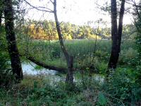  Blick zum Sumpfgebiet des "Kleinen Thauabach" 