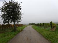Wanderroute durche die Riede "Hoher Rain" nach Unterdrnbach