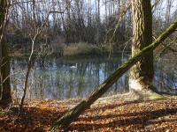  Blick auf einen Seiten-Altarm der Donau 