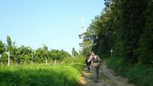 Wanderroute auf dem Fuchsberg beim Aussichtsturm "Korkenzieher" 