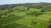 Fernblick vom Aussichtsturm auf die Weinrieden des Kreitschental  