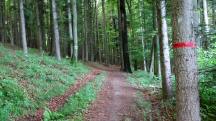  Wanderroute durch den bewaldeten Hummelberg 