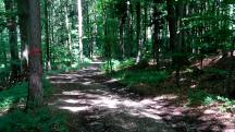 Wanderroute durch das groe Waldgebiet des Eichbergs