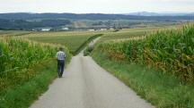 Blick auf die Wanderstrecke nach Weienkirchen an der Perschling 