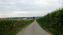 Blick auf die Wanderstrecke nach Weienkirchen an der Perschling 