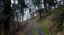  Blick auf die Wanderstrecke am Hausberg 