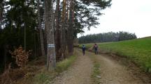  Blick auf die Wanderstrecke am Falzenberg 