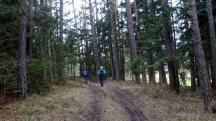  Blick auf die Wanderstrecke am Falzenberg 