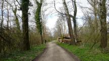  Blick auf die Wanderstrecke in der Korneuburger Au 